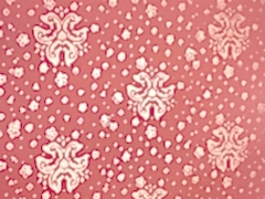 Baskılı Boya Uygulama